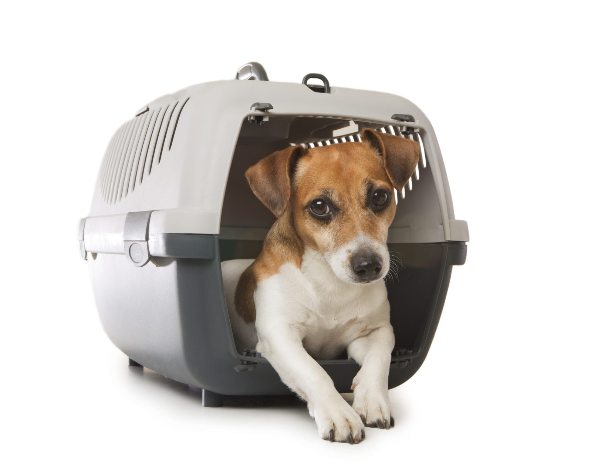 benadryl for dogs flying